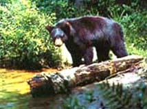Bear on Log