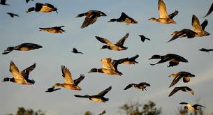 ducks in flight