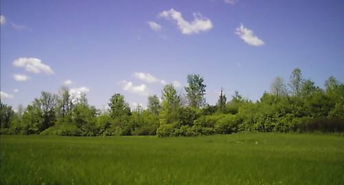 Meadow in Westville