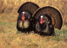 turkeys from the nwtf.org
